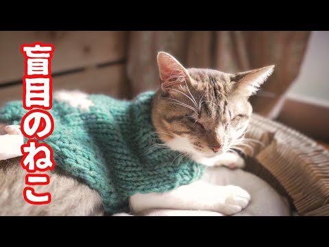 ありがとうの気持ちでいっぱいの猫達