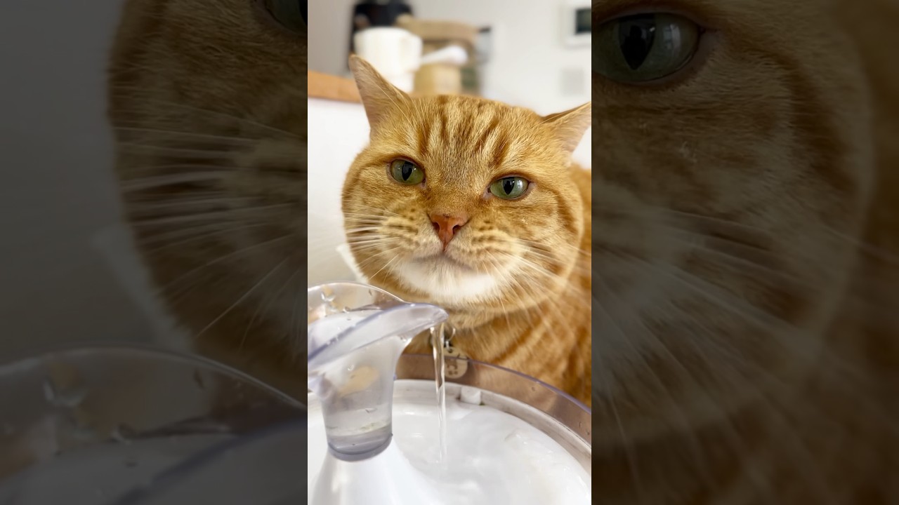二重まぶたの猫 #猫 #マンチカン #shorts