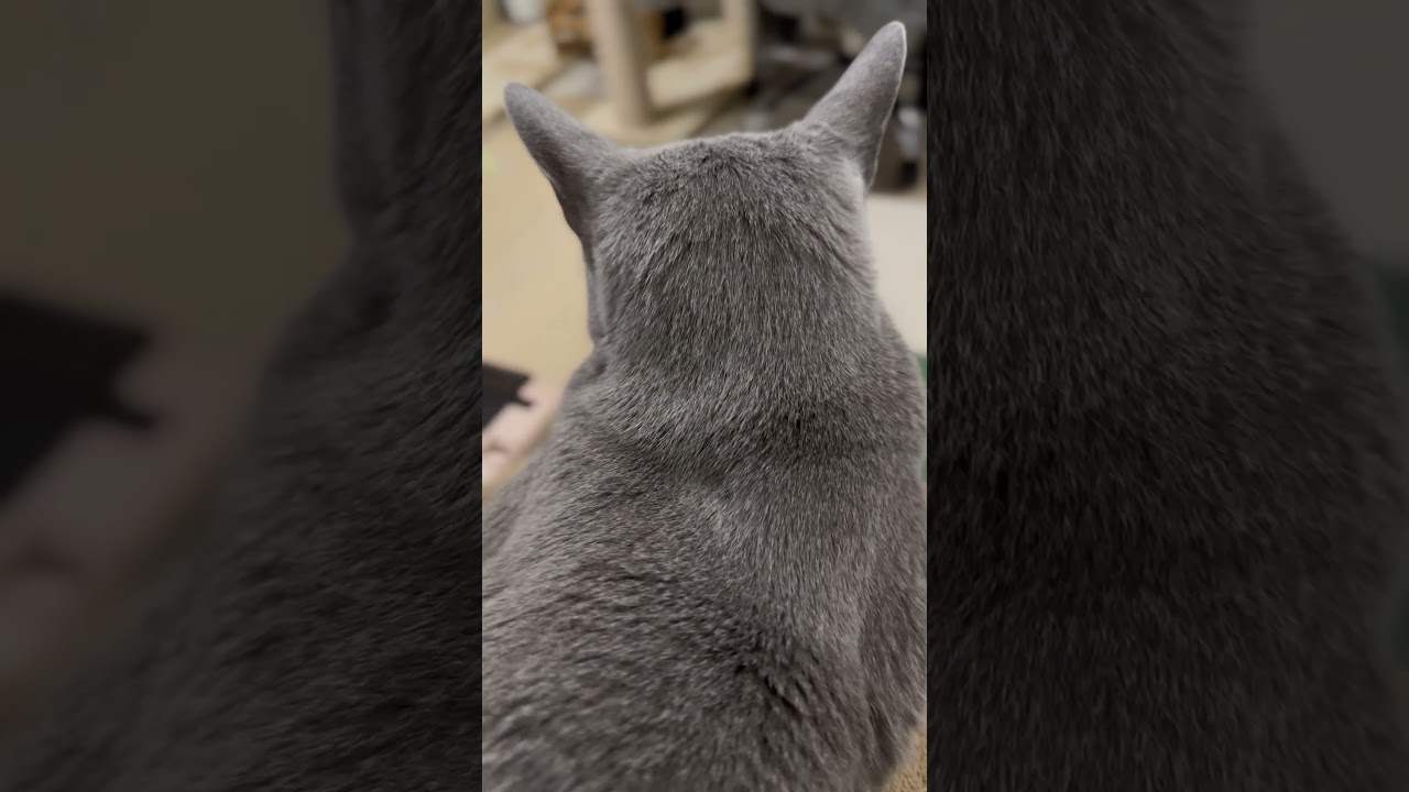 ウィルの毎日 #202後頭部。 #ロシアンブルー #RussianBlue
