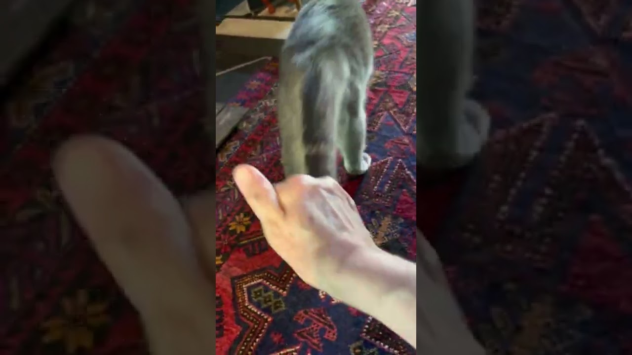 #風の猫　玄関から戻って来ても..　おばあちゃんが出てくるまで入ってこないので..　出迎えるとやっと入って来て..　従妹からさっちゃんと一緒に預かった爪とぎで爪をとぐ猫…　#shorts