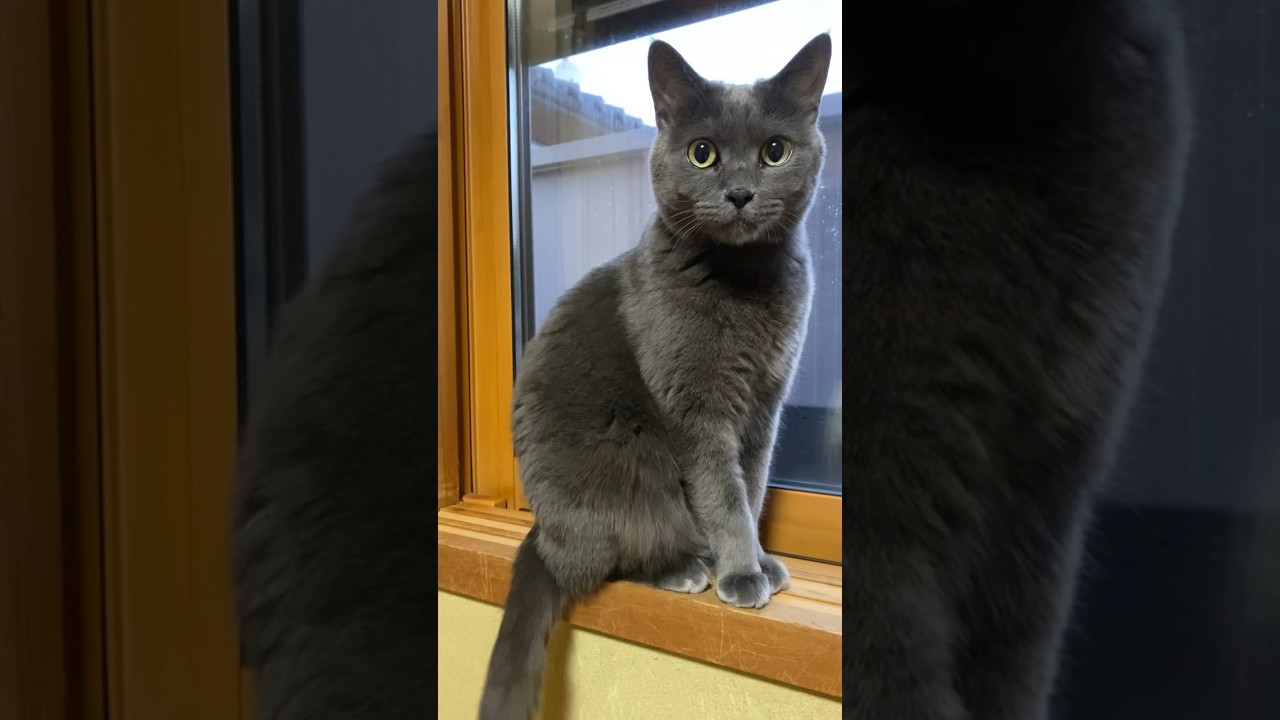 猫語#ハリーポッター#ロシアンブルーもどき#元野良猫