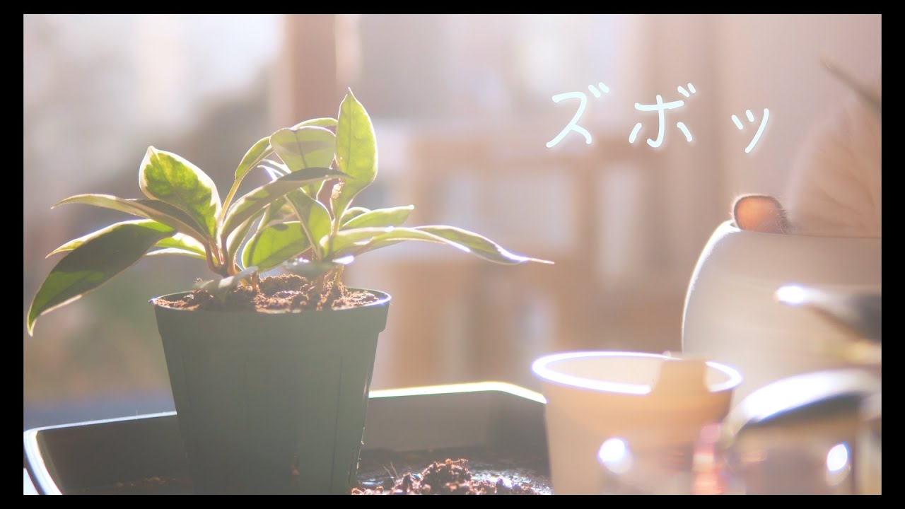 無印産の可愛い観葉植物　#猫 #ラグドール #ragdollcat