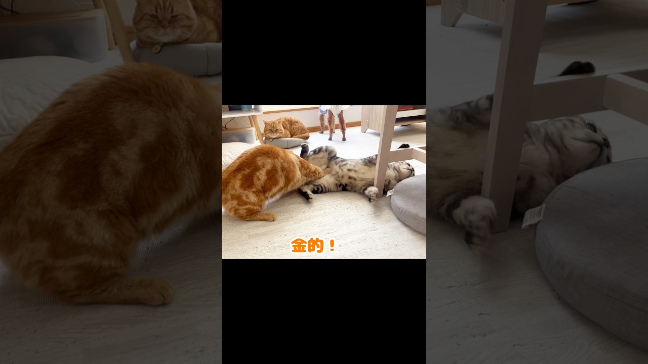 弟に金的パンチをする兄猫 #猫 #マンチカン #shorts