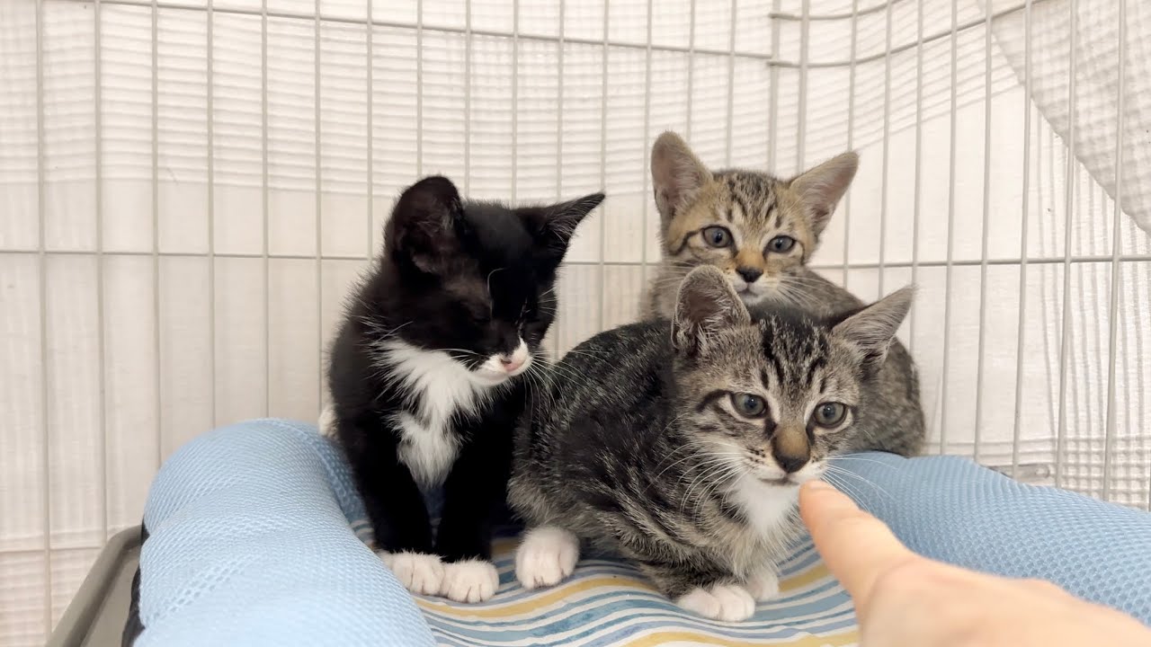 保護4日目 鼻ちゅん挨拶にチャレンジ【手袋親子#4】Kittens challenging the nose-touch greeting.