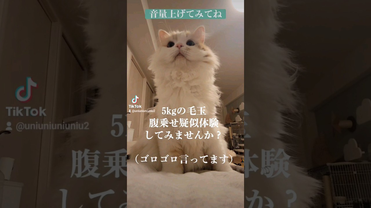 5kgの毛玉が乗っかるとこんな感じ #ラガマフィン #猫のいる暮らし #shorts