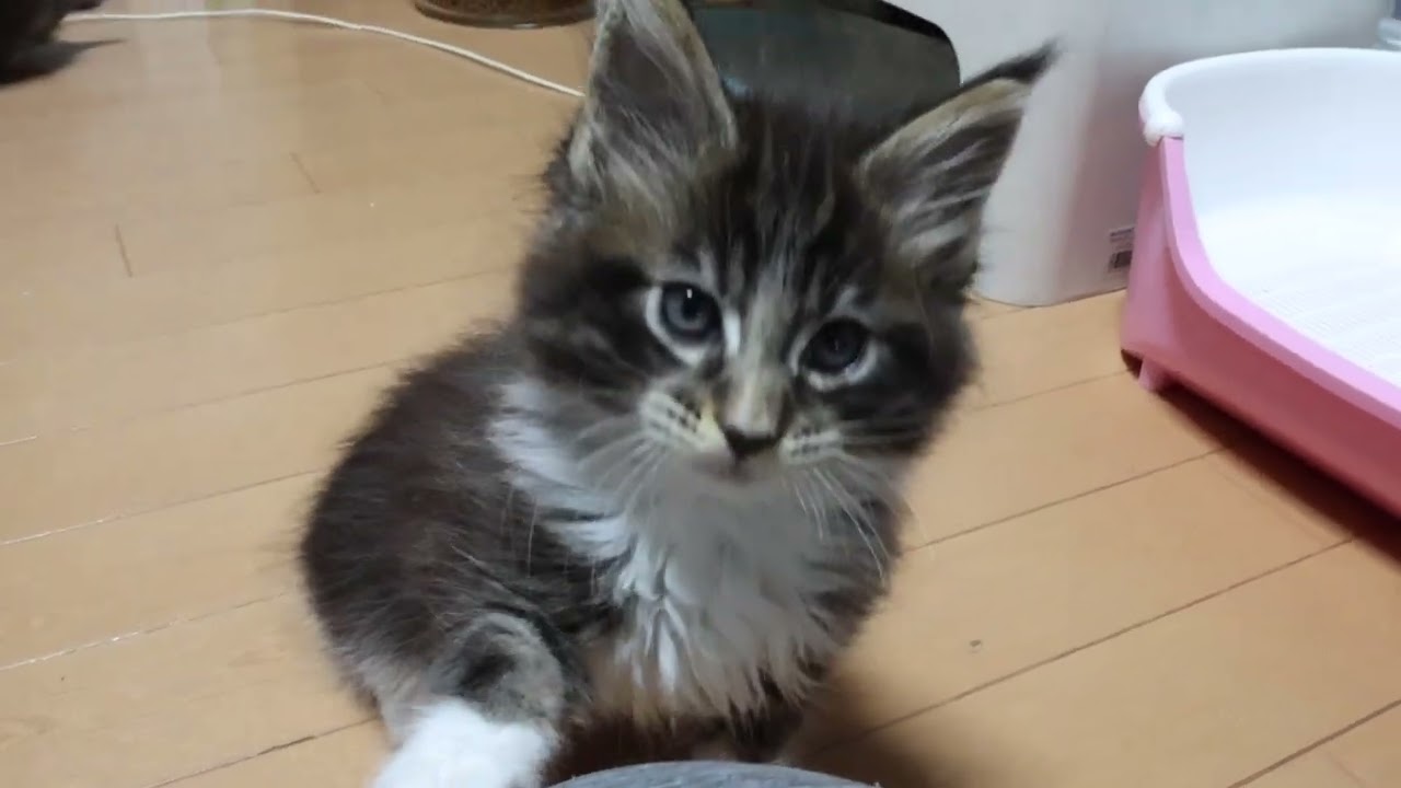 メインクーンの赤ちゃん達ワクチン接種