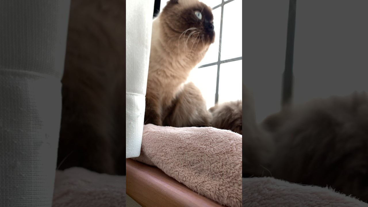 鳥観察中のげんたくん#猫 #ヒマラヤン #猫のいる生活 #猫のいる暮らし #shorts