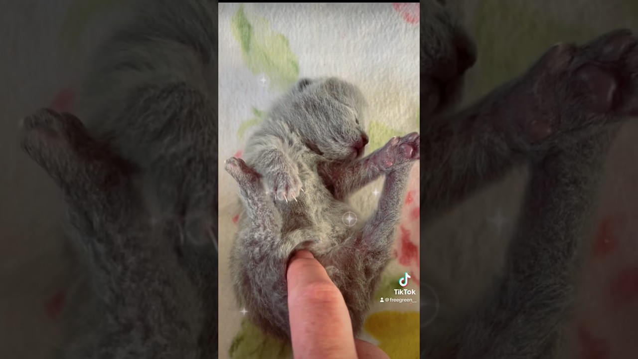 生後5日目👶#シャルトリュー #子猫 #赤ちゃん #ゴロゴロ #猫 #ムチムチbody #コロコロ #cat #kitty #chartreux #fyp