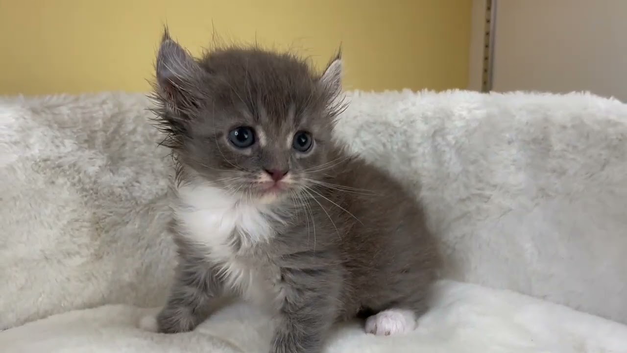 アメリカンカール 【ブルータビーホワイト】くるんと可愛いカール兄妹❣️