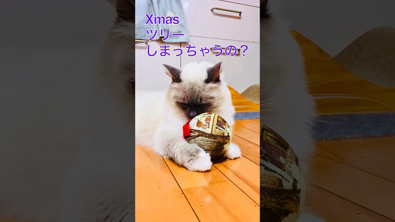 【anela】アネは悲しいぞ#ラグドール #ねこのいる生活 #たまちゃん #shorts