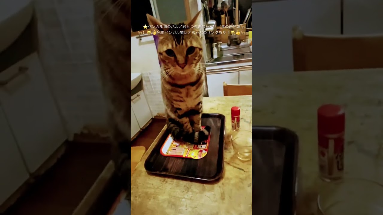 #猫#ベンガル猫#Bengal cat#short ★ベンガル猫のハルノ君とつむぎちゃん（年の差兄妹）！目指せ４０万人（笑）（２０２３１２２１ー５）🐆兄弟猫のレオちゃんは、tanabata77様へ！↷