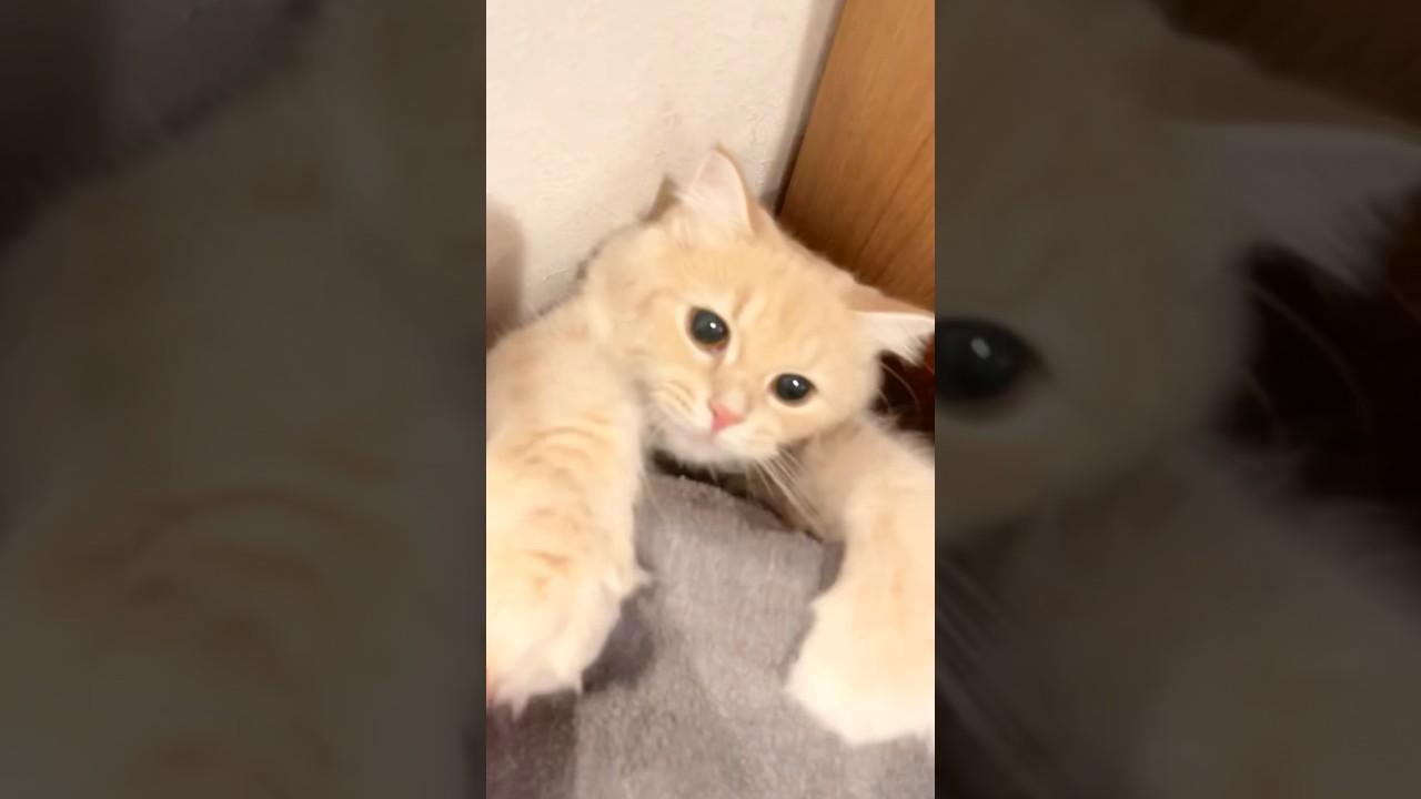 じわじわ来る猫ちゃん　　　　　　　　　　　　　　　　　　　　　　　　　　　　　　　#かわいい猫 #サイベリアン #ねこ #cat #サイベリアン大好き #子猫 #かわい #猫のいる暮らし #かわいい