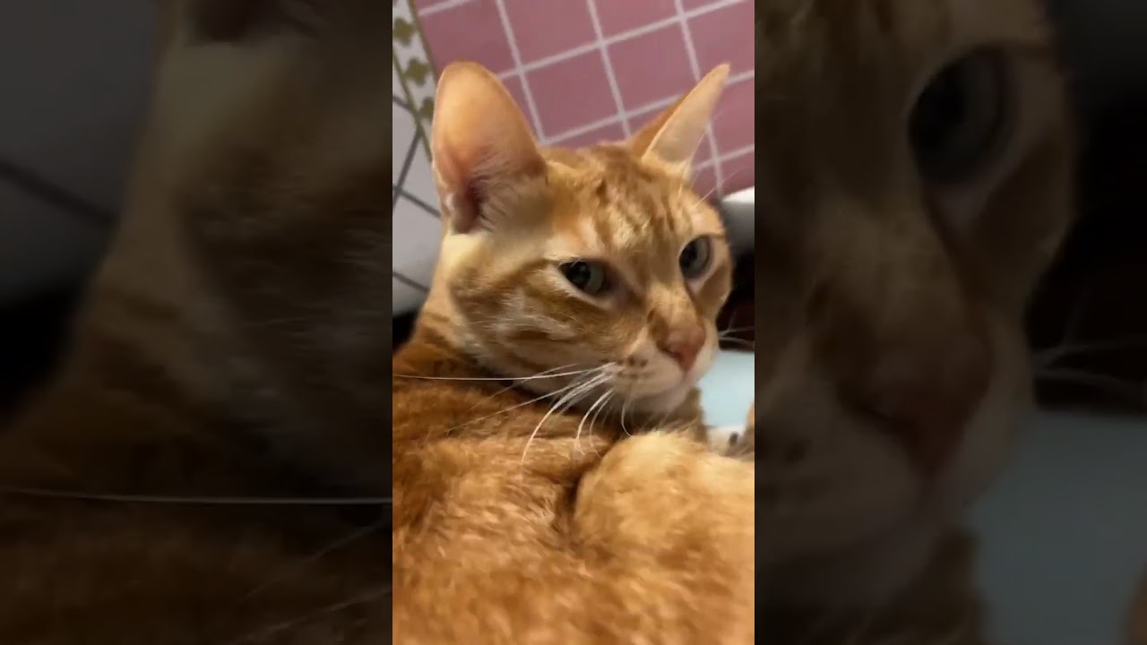 不會被偵測到版權的波比波（橘貓小湯圓ver.）