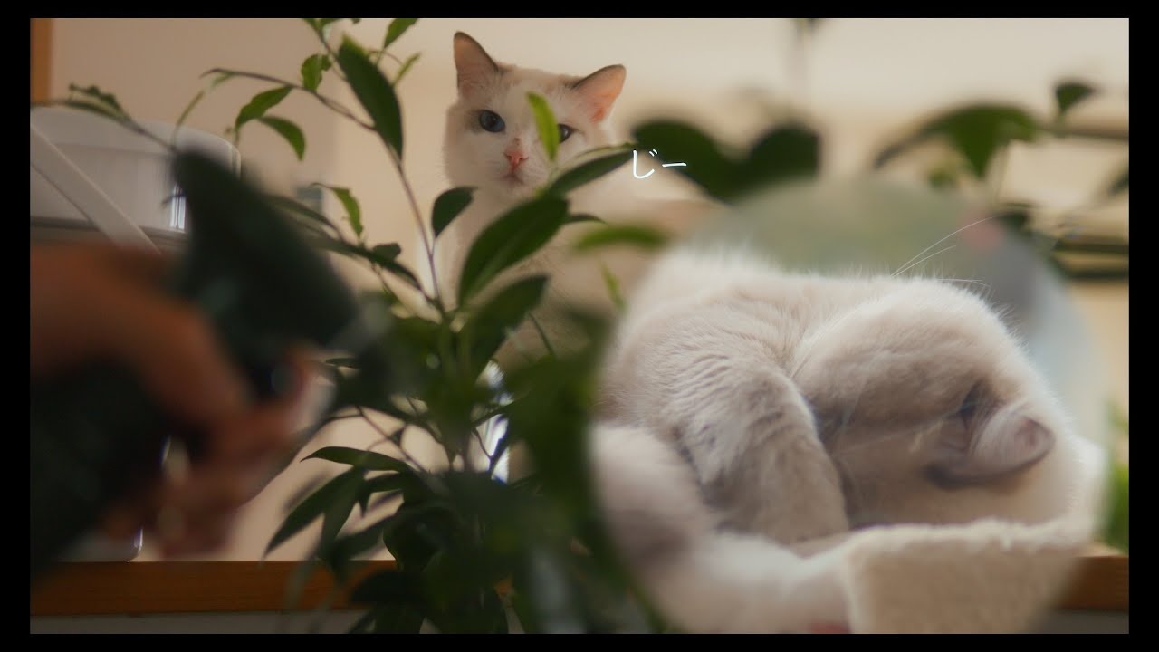 マイペース猫とストーカー猫　#猫 #ラグドール #ragdollcat