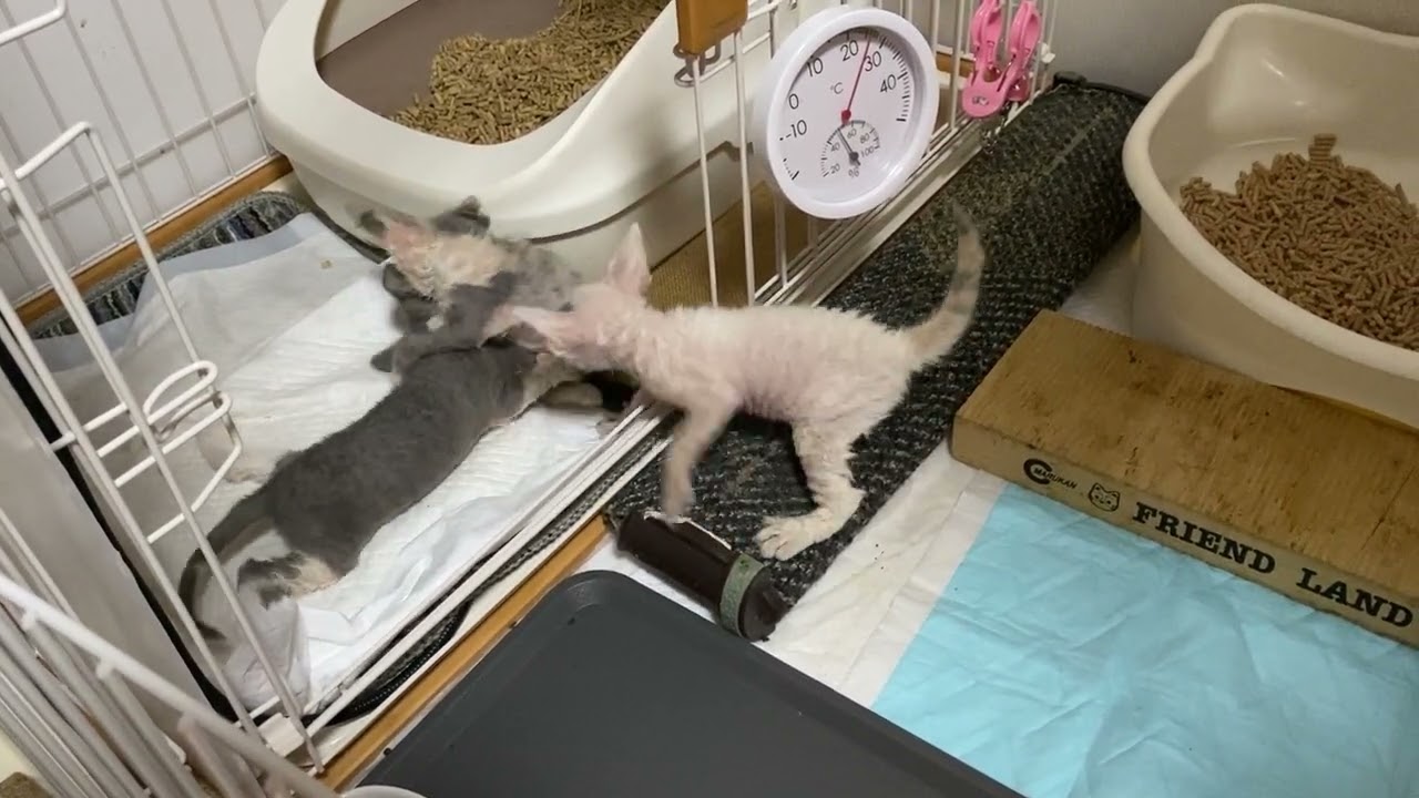 セルカークレックス 子猫3匹