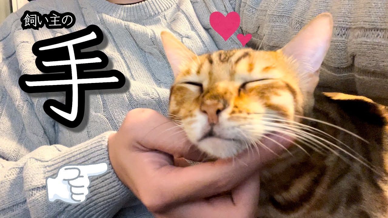 【ナデナデ】手フェチの人にオススメかもしれない動画【ベンガル猫】