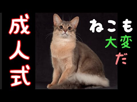 【猫の成人式】チャンピオンクラスと成人写真❗️母涙が止まりません【ソマリ】