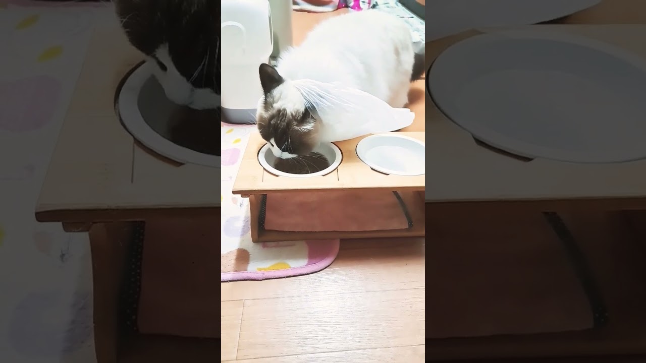 ネコの晩御飯🌃🍴#ラグドール #食いしん坊#猫のいる生活