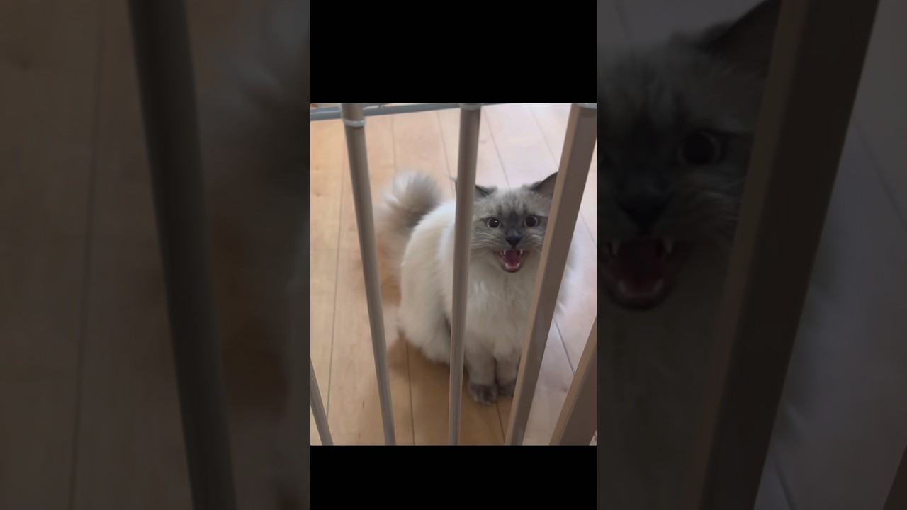 ご飯をねだる声が可愛すぎた　もふもふのサイベリアンの三つ子の子猫　#shorts