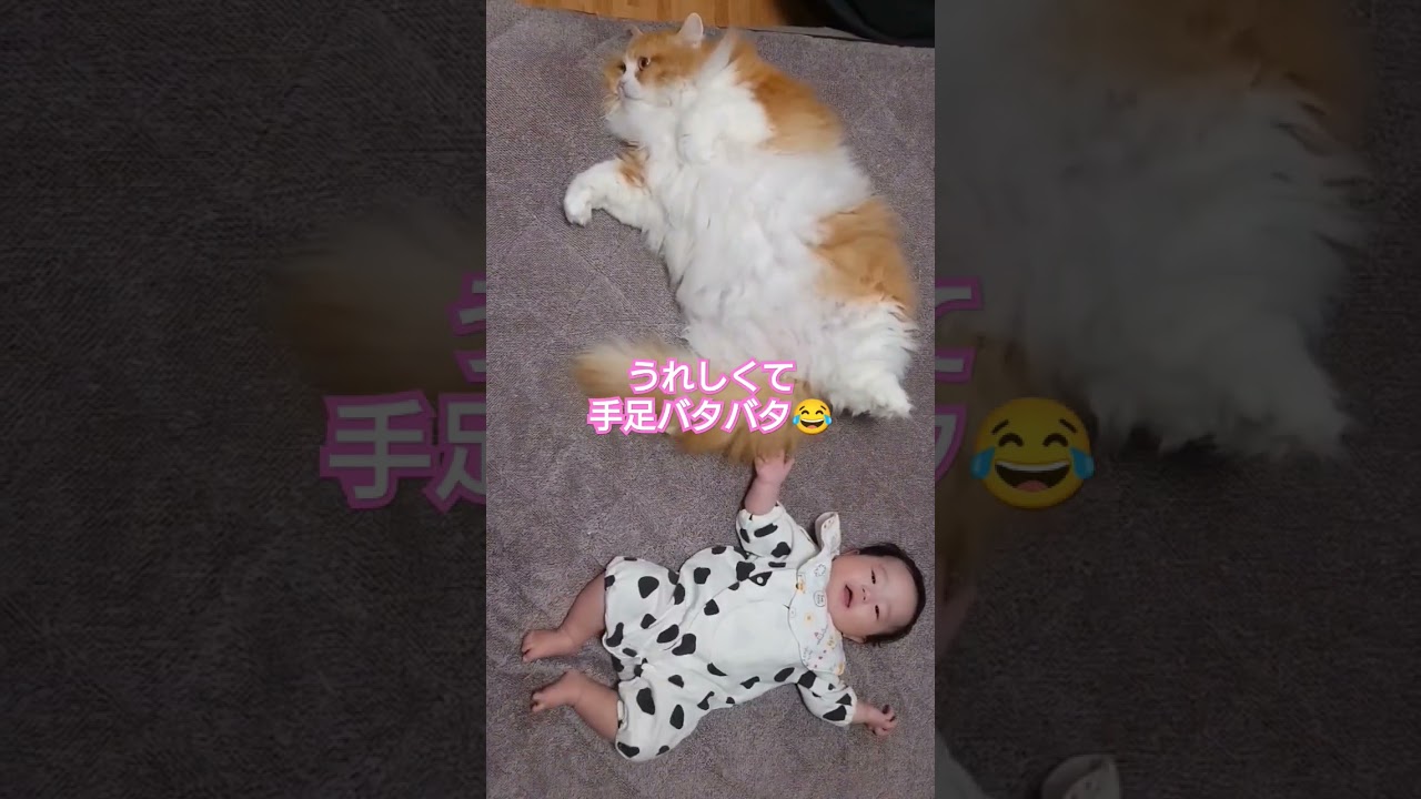 赤ちゃんとしっぽで遊んであげる猫 #shorts #ラガマフィン #cat #ragamuffin  #赤ちゃん #赤ちゃんと猫 #生後4ヶ月 #猫