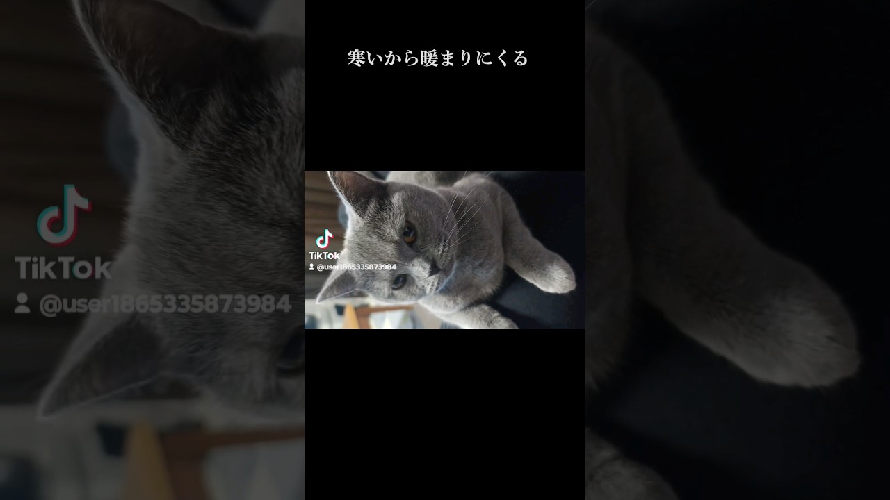 冬は膝の上に来る猫のこてつ(A cat's Kotetsu that sits on my lap in winter)