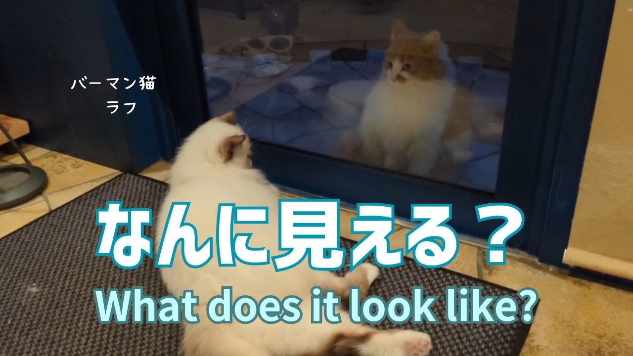 バーマン猫ラフとウリ【なんに見える？】What does it look like?（バーマン猫）Birman/Cat