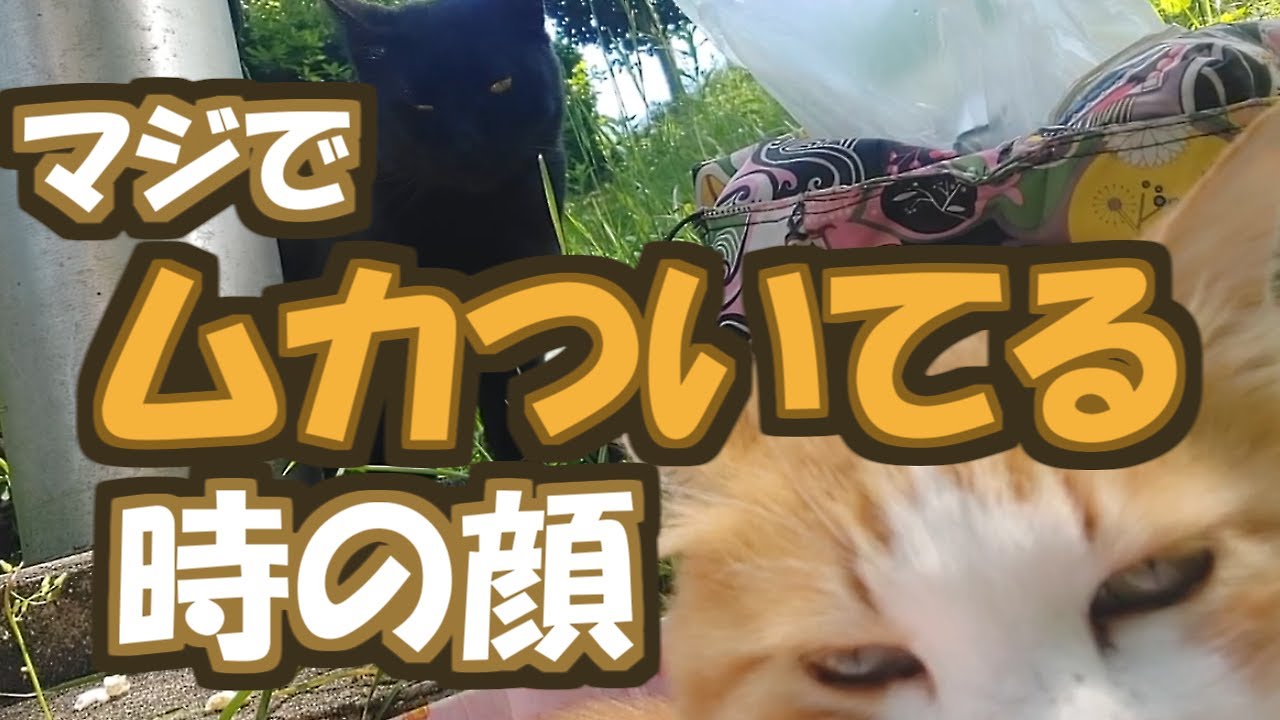 【野良猫ぷんすか】すぐにキレる猫【生きていた記録#296】