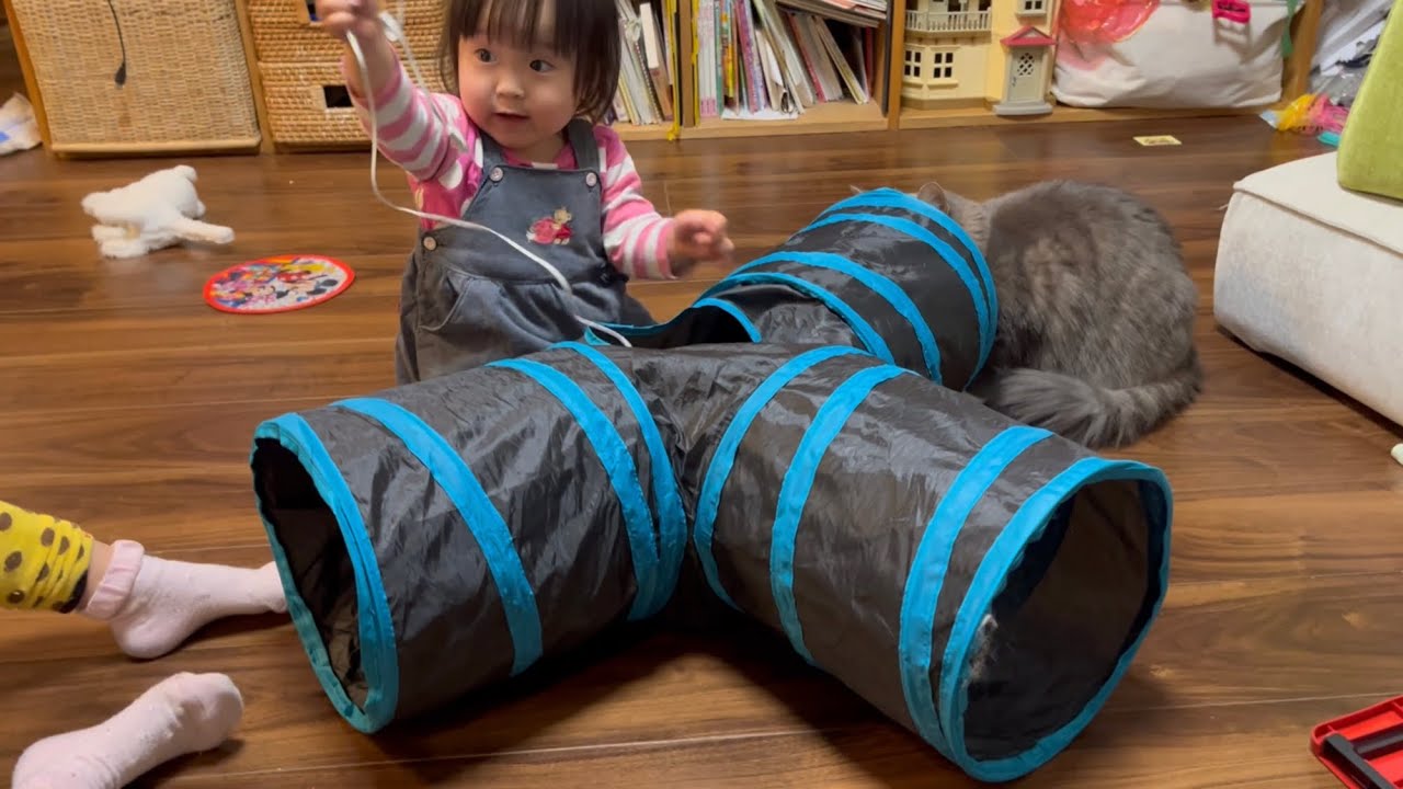 二歳とは思えないほどの猫使いに育てた猫　ノルウェージャンフォレストキャット　cat playing with toddler