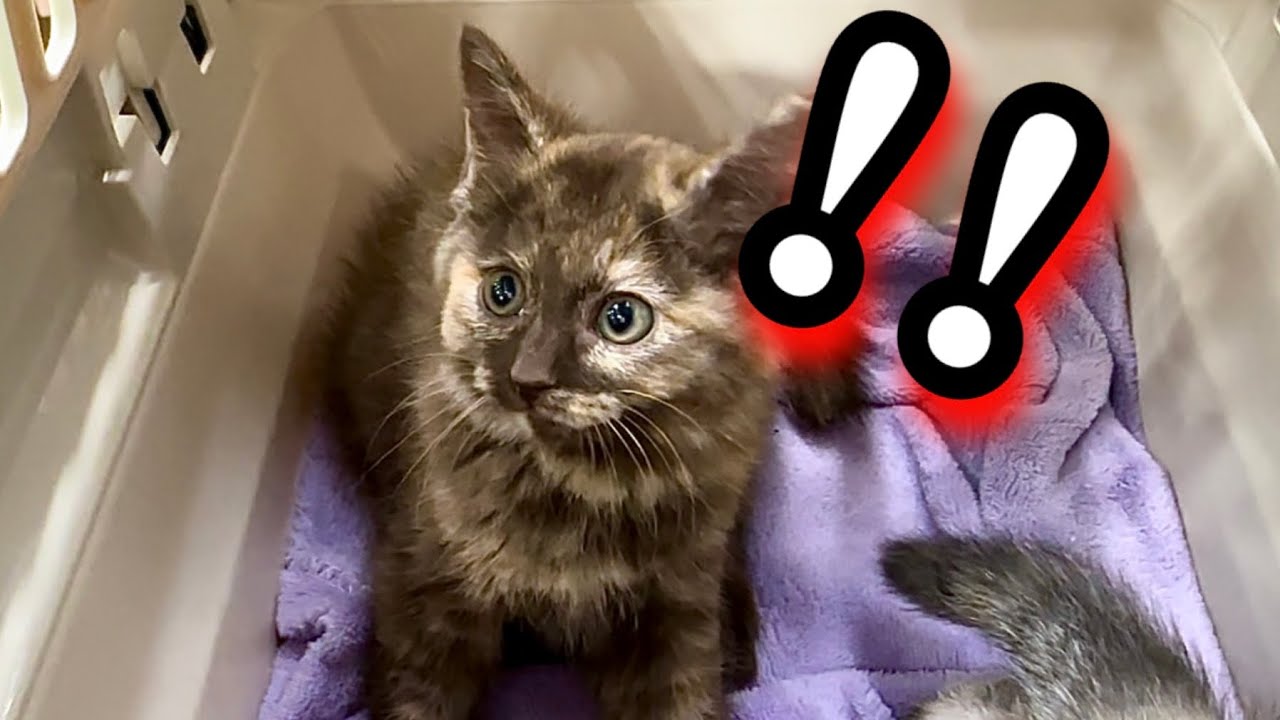 保護した子猫の尻尾がハゲている衝撃の理由が判明しました。【そんな事ある？】