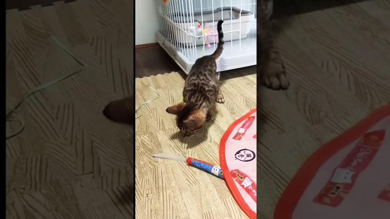 かわいい子猫　困り顔ベンガル猫ルイくん#shorts