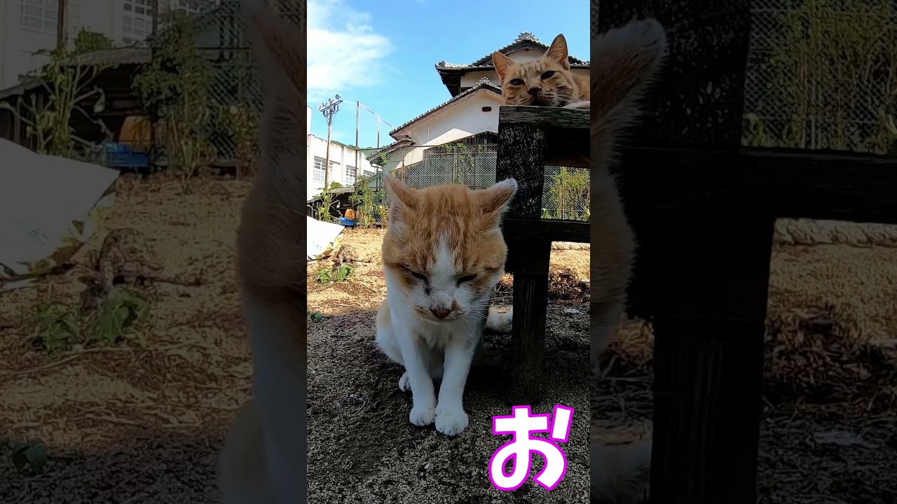 猫」「CAT & PEACE」 #cat #ソマリ #feralcat #ねこ動画 #straycat #保護猫 #野良猫ちゃん #wildcat #cat #猫動画 #猫好きさんと繋がりたい