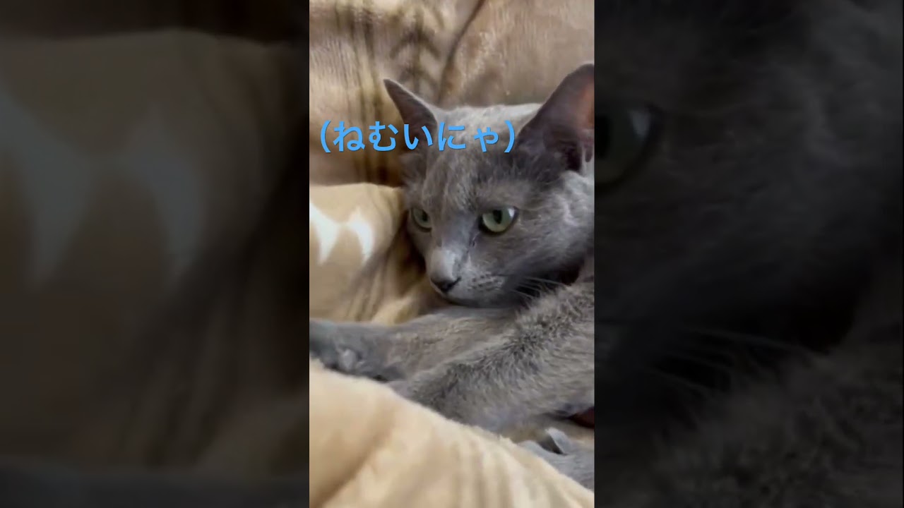 「おやすみ💛また明日💛」な猫（ロシアンブルー）#shorts
