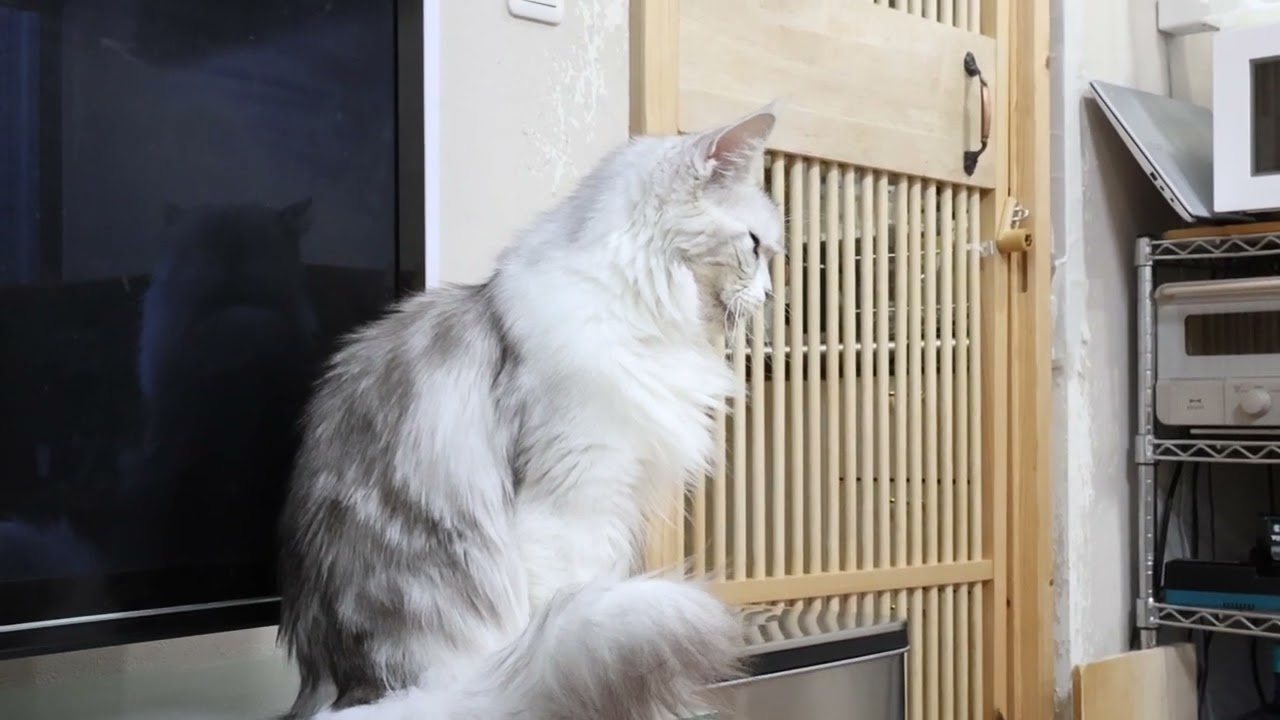 シルバーのメインクーン愛子さんとお別れ