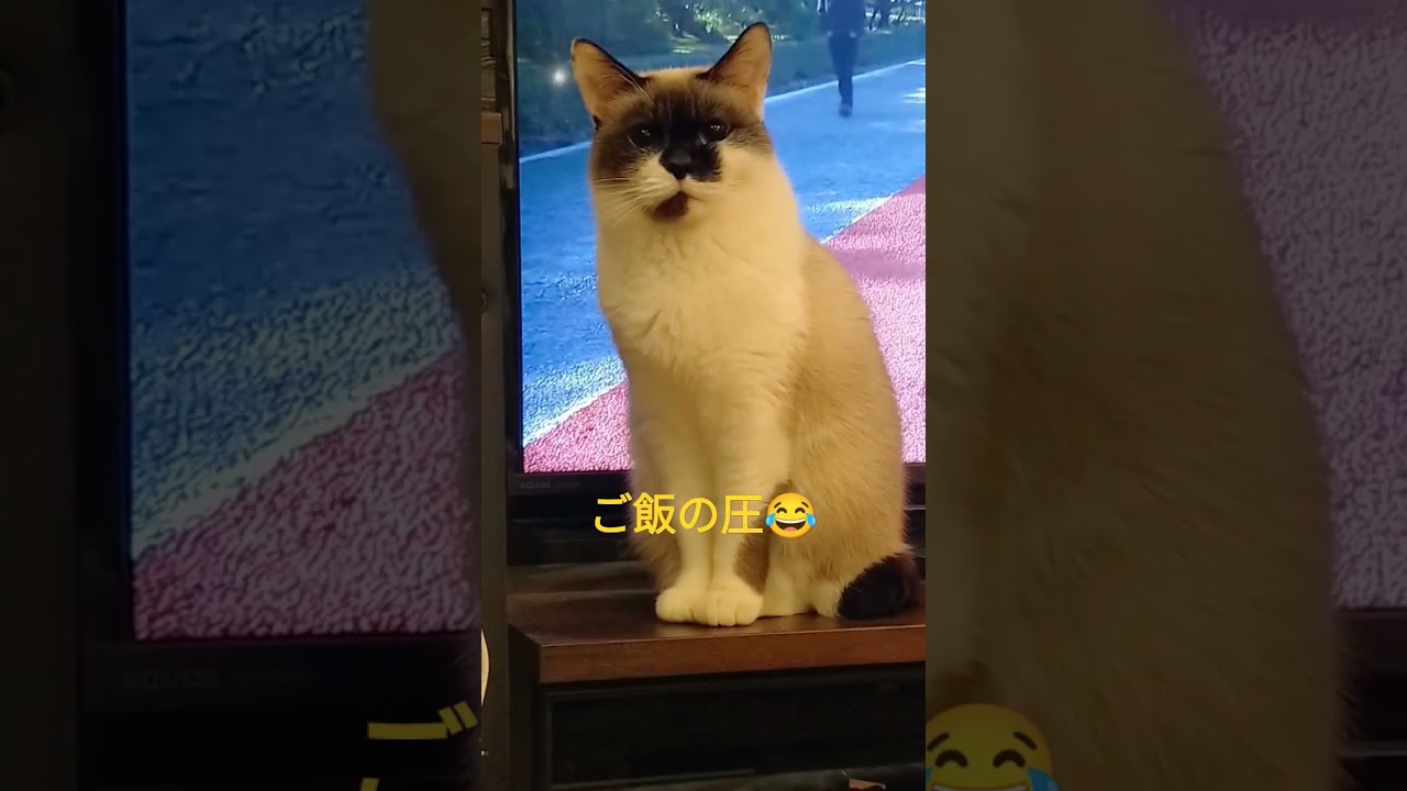 怒った猫はこうなります#保護猫 #cat #猫 #シャムミックス