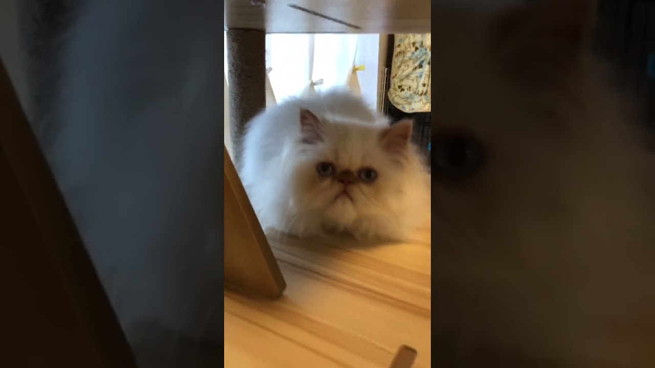 ヒマラヤン ひわふわに成長中です