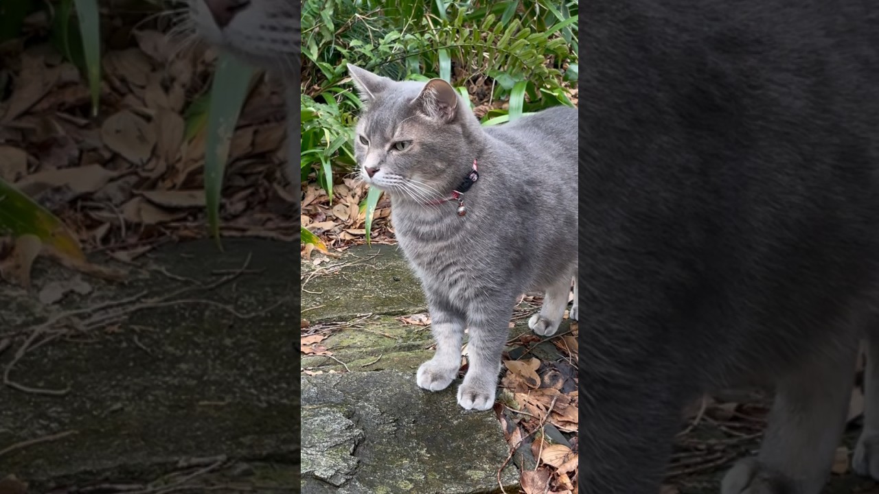 いつもの道を引き返し..   おばあちゃんに玄関を開けてもらい表に出た猫…   #cat #風の猫 #保護猫 #さっちゃん #ねこ