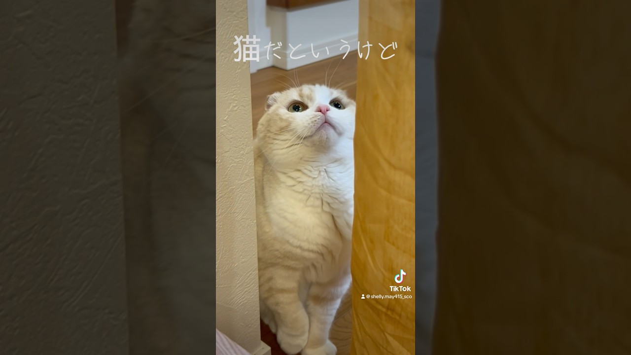 どんどんずれてる草　#スコティッシュフォールド