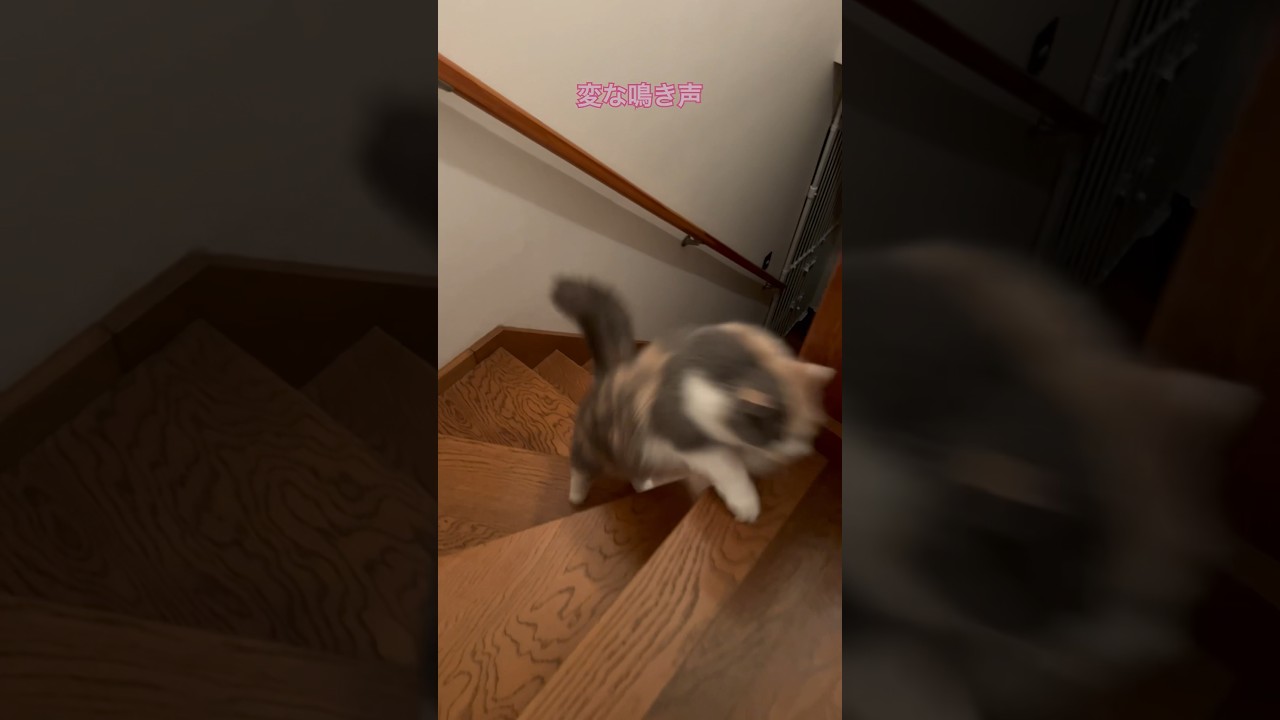 階段を登る猫ぱいん。 #猫 #ブリティッシュショートヘア #猫のいる暮らし