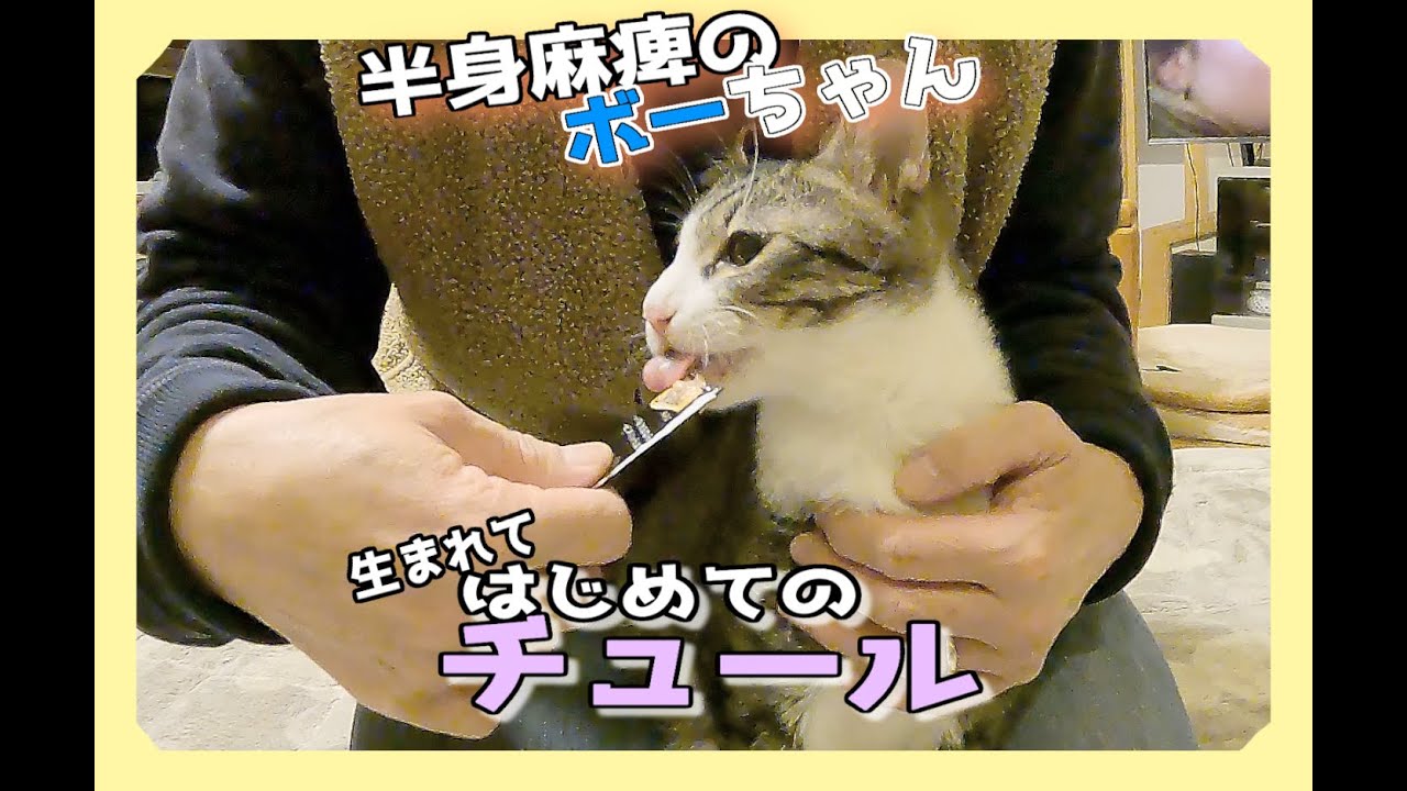半身麻痺の保護猫ボーちゃん、生まれてはじめてチュールを食べました！