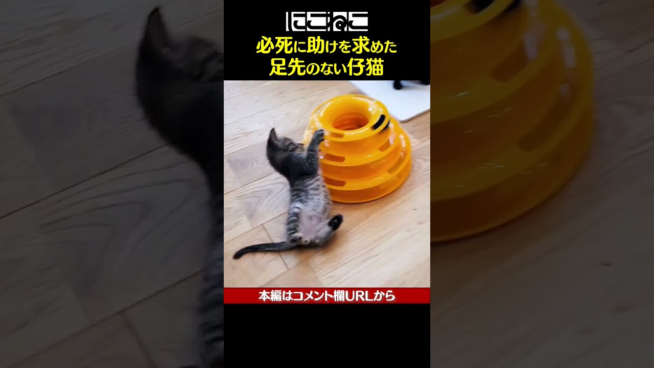 助けを求めた 足先のない仔猫 #Shorts