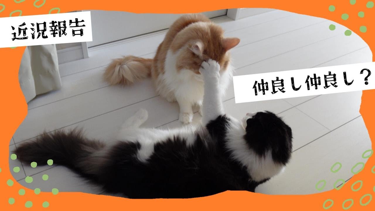 ★でか猫メインクーン★近況報告