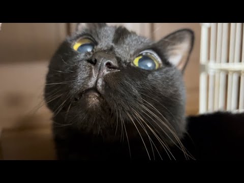 にゃにゃにゃにゃにゃ！