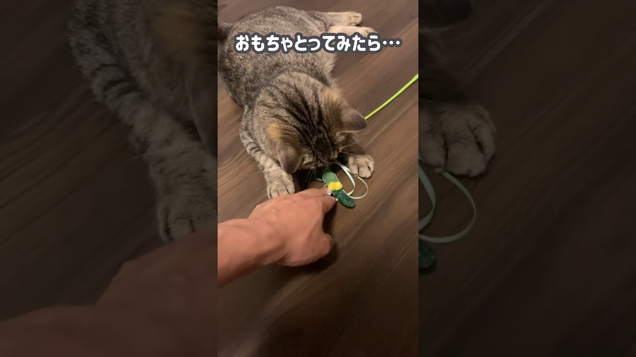 大事にしてるおもちゃを噛みつき覚悟で取ろうとしたら… #ねこ #猫 #cat