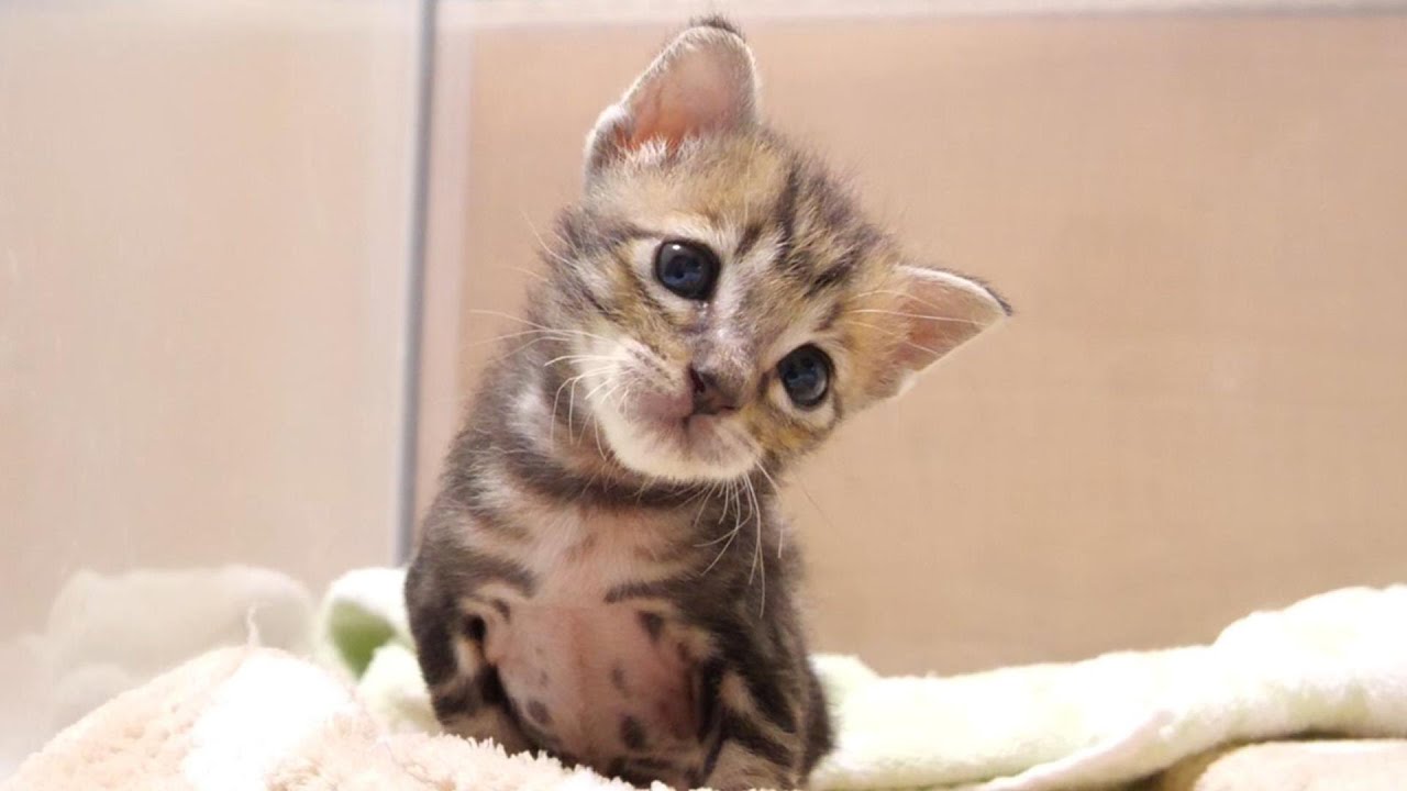 不思議そうな顔でトイレを入った子猫を見つめる子猫がお邪魔虫に変身する【赤ちゃん猫　保護猫】