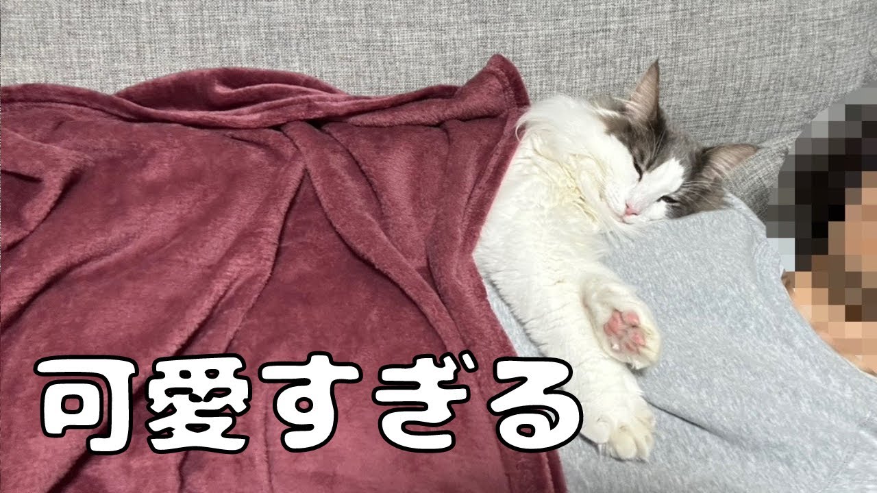 甘えん坊猫の冬の過ごし方【メインクーン】