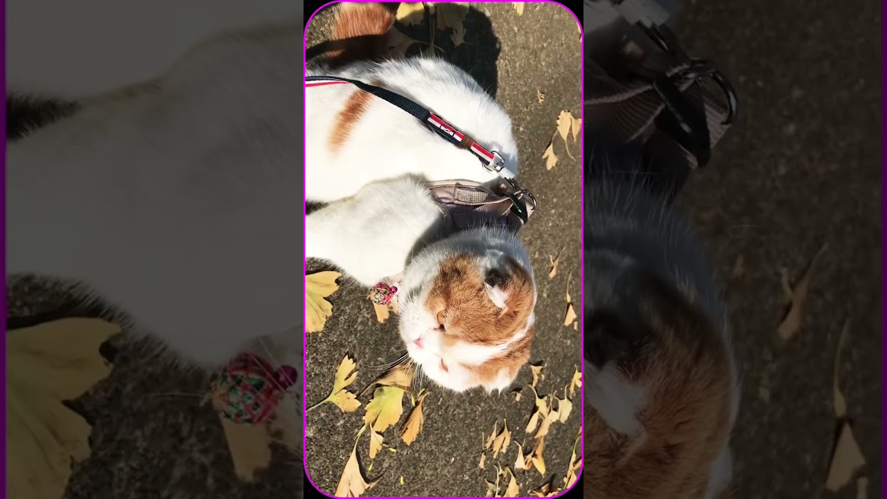 お正月を楽しみに🎍散歩するねこ🐱💕 #cat #スコテッシュ #スコティッシュフォールド #ねこ動画 #ねこ #お正月