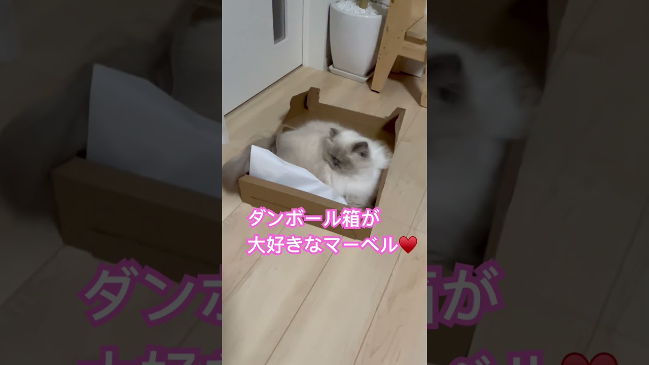 ダンボール猫のマーベル🐈 #shorts #うちのにゃんこ #ヒマラヤン #cat #マーベル #かわいい #猫