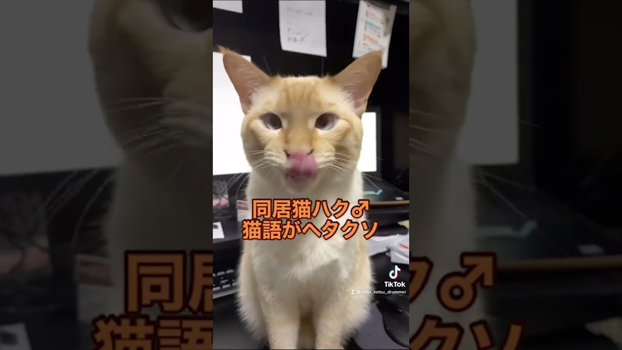 バズったショート集【笹かま猫ハク編】① #shorts #ねこかつ #保護猫 #ぬこ #モフモフ #ねこ #ぬこ様 #猫のいる暮らし #茶シャム #シャムミックス #笹かま猫