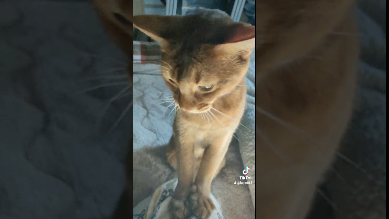 12/23太陽光あびにゃん（´・ω・`）#ねこ#猫#cat#アビシニアン