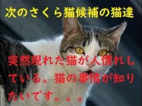 【次のさくら猫候補の猫たち】天国の金ちゃんに似た猫は、会ってすぐ手チュールができます❓🤨